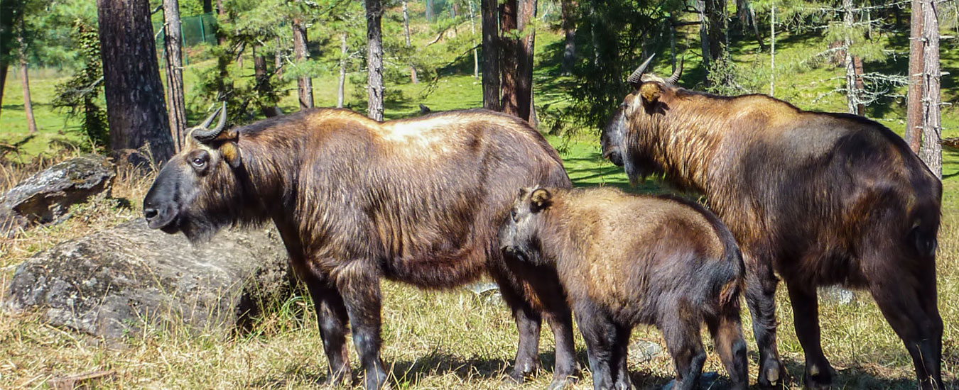 Motithang Takin Preserve